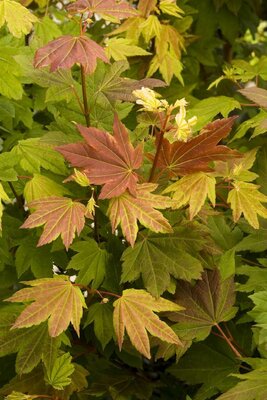 Pacific Fire Vine Maple