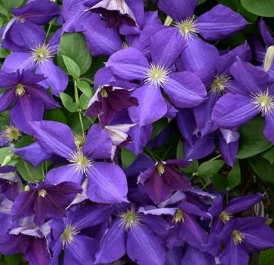 The President Clematis