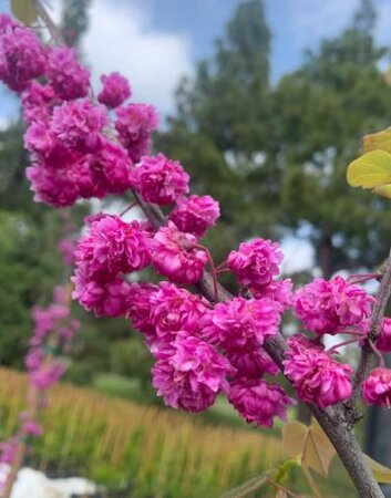 Pink Pom Poms Redbud