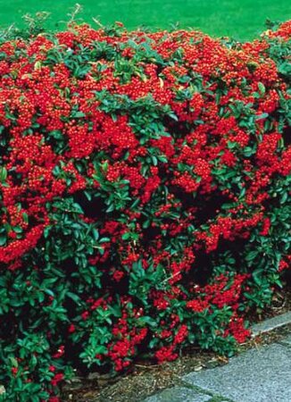 Victory Pyracantha On Trellis