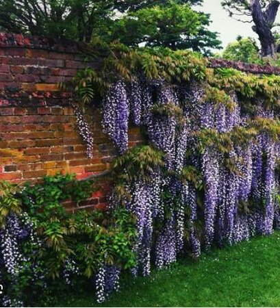 Okayama Silky Wisteria