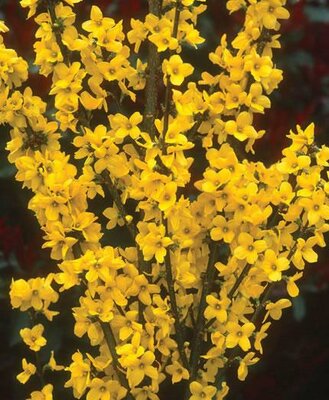 Show Off Forsythia