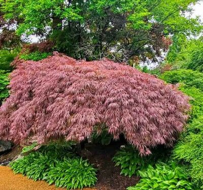 Crimson Queen Weeping Japanese Maple