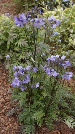 Bressingham Purple Polemonium