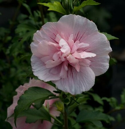 Pink Chiffon Hibiscus Tree