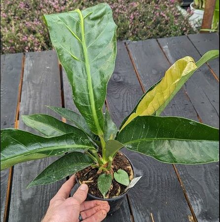 Anthurium Jungle Bush