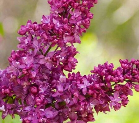 Charles Joly French Lilac