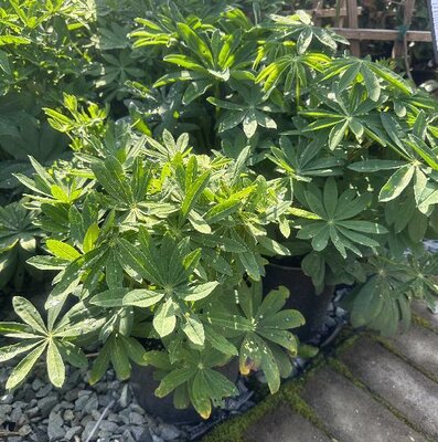 Mixed Lupins