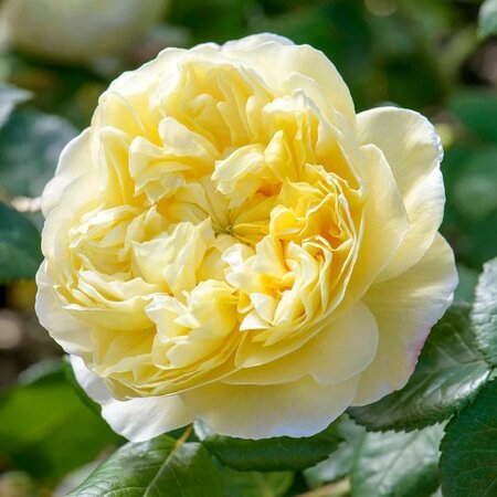 Charles Darwin David Austin Rose