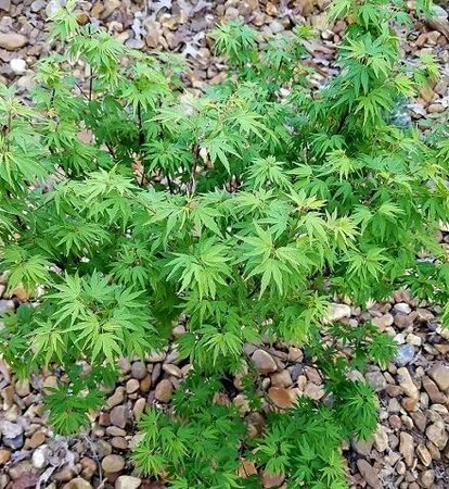 Akita Yatsubusa Japanese Maple