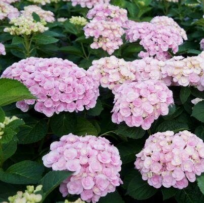 LOVE HYDRANGEA