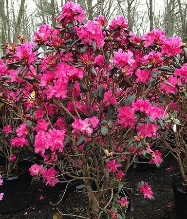 Landmark Rhodo