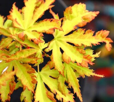 Anne Irene Japanese Maple