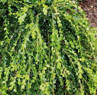 Unraveled Weeping Boxwood