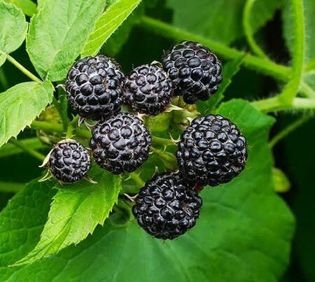 Black Raspberry