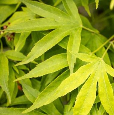 Flying Daggers Japanese Maple