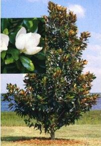 Little Gem Southern Magnolia