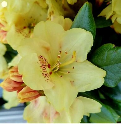 GOLD PRINZ RHODO