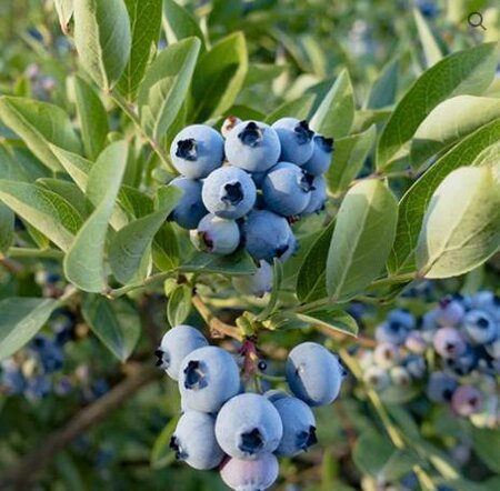 Razz Blueberry Plant