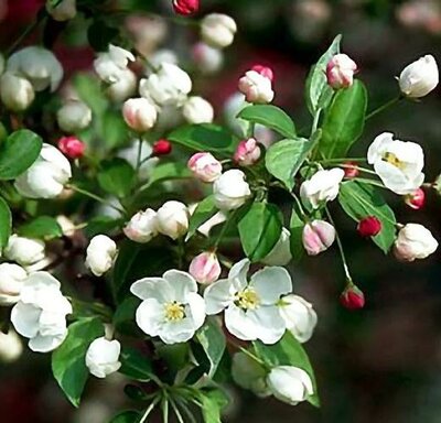 Snowdrift Flowering Crabapple