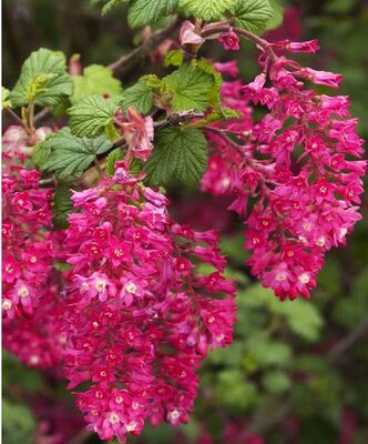 King Edward VII Flowering Currant Tree