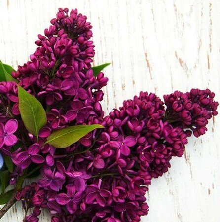 Red French Lilac