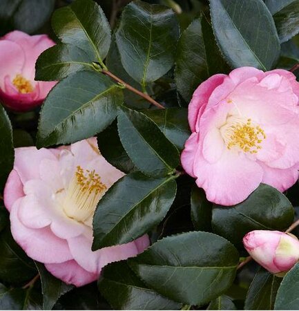 April Remembered Ice Angels Camellia