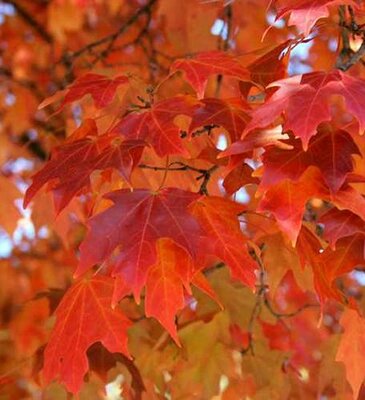 Fall Fiesta Sugar Maple