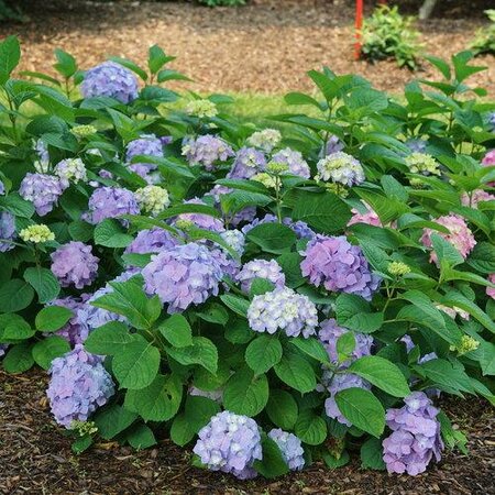 Let's Dance Sky View Hydrangea