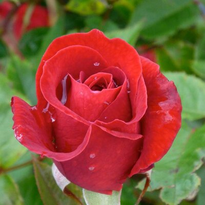 Easy Elegance Kashmir Rose