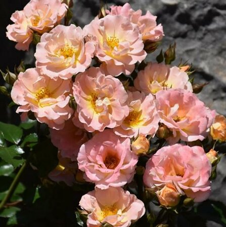 Peach Drift Groundcover Rose