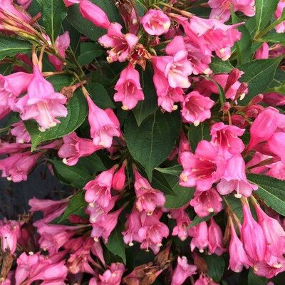 Czechmark Twopink Weigelia