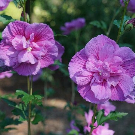 Dark Lavender Chiffon Hibiscus