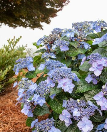 Pop Star Endless Summer Hydrangea