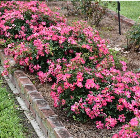 Pink Drift Groundcover Rose