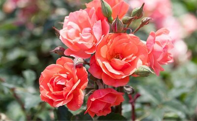 Coral Knock Out Shrub Rose