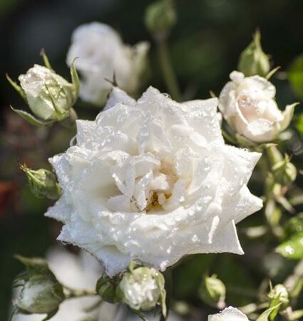 White Drift Groundcover Rose