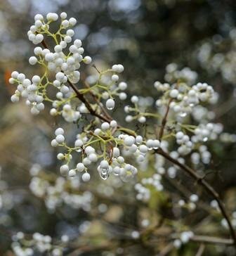 White Japanese Beauty Berry