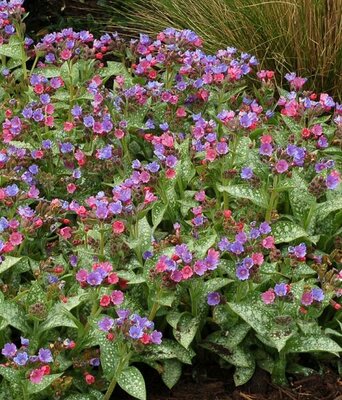 Dark Vader Pulmonaria (Lungwort)