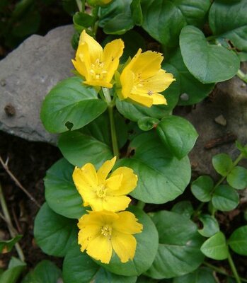 Creeping Jenny