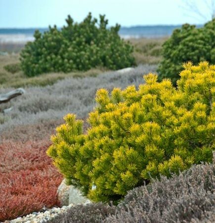 Carsten's Wintergold Mugo Pine