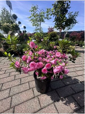 Rosebud Japanese Azalea