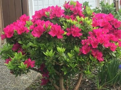 Girard'S Fuchsia Azalea