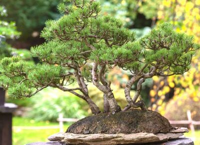 Twisty Pre-Bonsai Mugo Pine In Ceramic