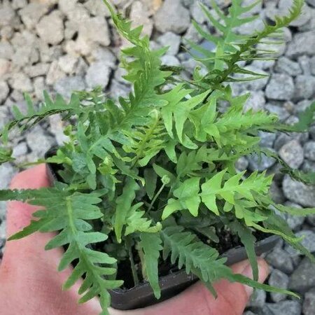 Dragon's Tail Fern