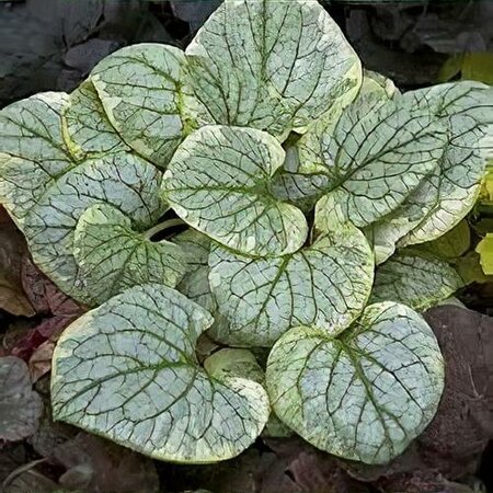 King's Ransom Brunnera