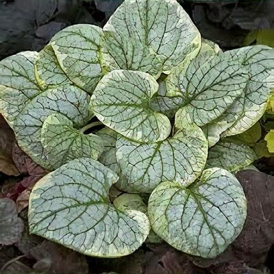 King's Ransom Brunnera