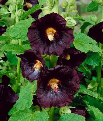 Spotlight Blacknight Hollyhock