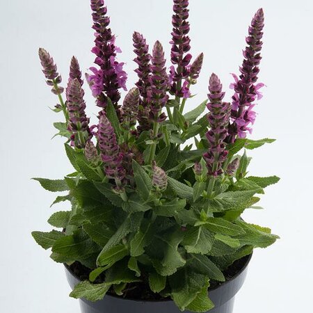 Compact Bright Rose Perennial Sage