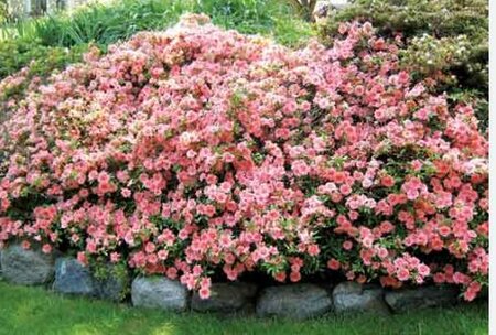 Gumpo Pink Japanese Azalea